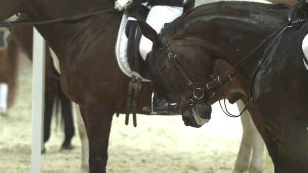 Witte legging gekleed jockeys zitten op de bruine paarden in een schuur — Stockvideo