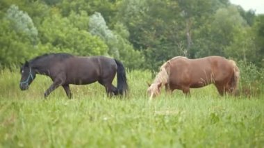 Bir kızla sahada yürüyüş atlar