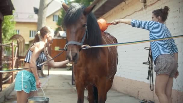 Deux femmes lavent le cheval dans le paddock — Video