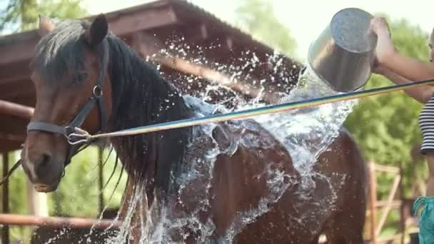 En kvinna douses en häst i en penna — Stockvideo