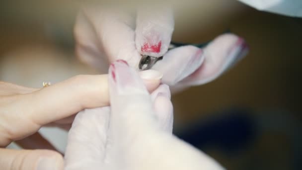 Maskinvara manikyr i en kosmetologi klinik. Specialisten klipper nagelbanden — Stockvideo
