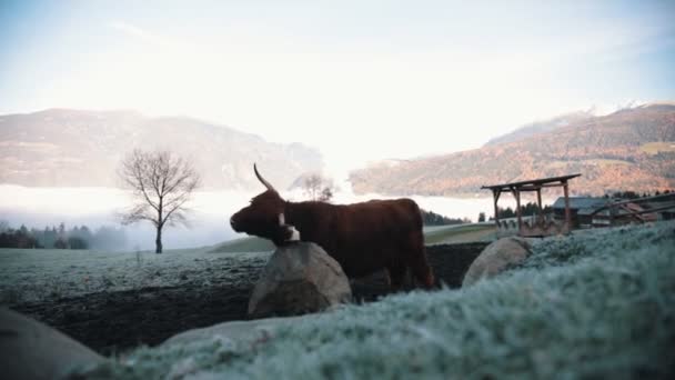 Dolomity. Puszyste młode Bizon wypasu na polu śniegu, drapanie siebie — Wideo stockowe