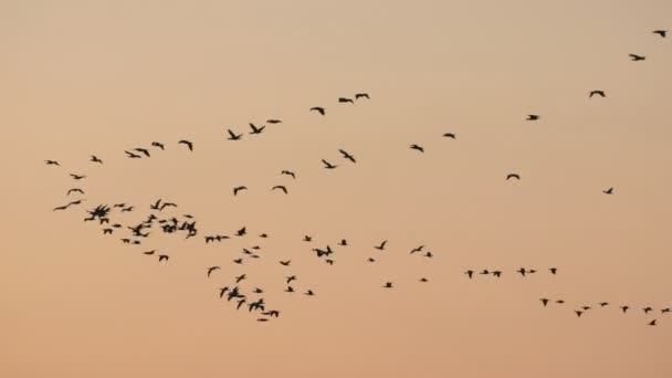 Bandada de aves volando sobre el fondo rosado del cielo atardecer. Edificio histórico — Vídeos de Stock