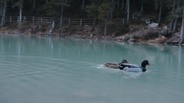 Les canards sauvages nagent dans le lac dans l'eau boueuse — Video