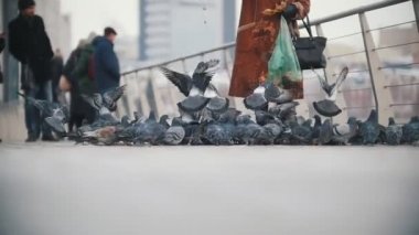 Güvercinler ekmek yeme büyük sürüsü.