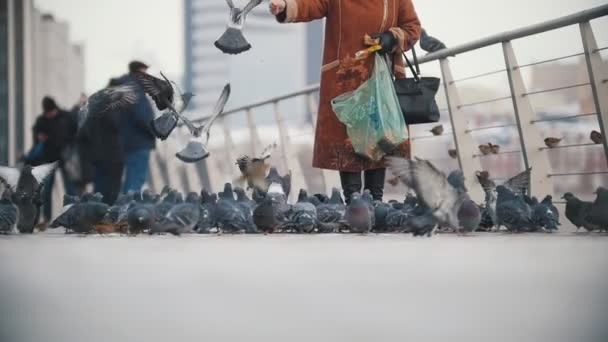 Une jeune femme en manteau nourrissant des pigeons . — Video