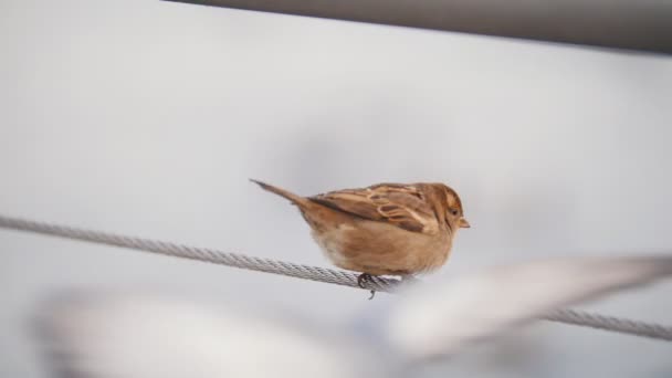 En bedårande liten sparv som sitter på sträckt repet. — Stockvideo