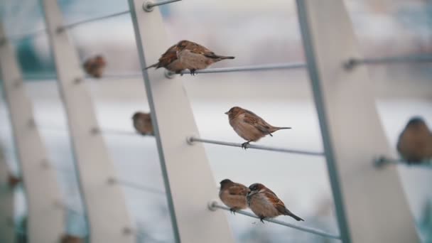 En flock av söt liten sparvar sitter på sträckt repet. Slow motion — Stockvideo