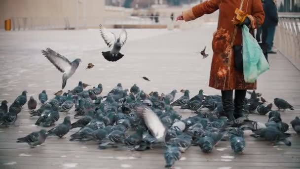 Mladá žena v hnědém kabátě, krmení holubů. — Stock video