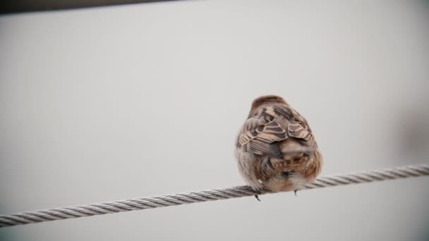 Ένα χαριτωμένο μικρό σπουργίτι που κάθεται στο τεντωμένο σχοινί. Αξιολάτρευτο πουλί. Αργή κίνηση — Αρχείο Βίντεο