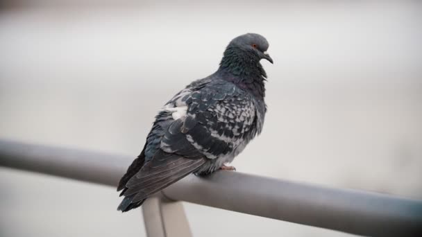 A pigeon cleans his feathers. Cute pigeon close up — Stock Video