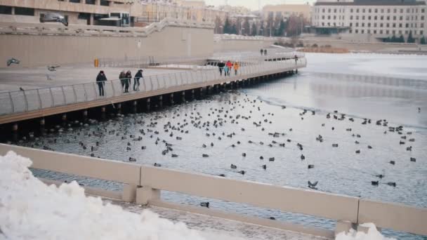 一群鸭子在湖里游泳 人们在看着他们 慢动作 — 图库视频影像