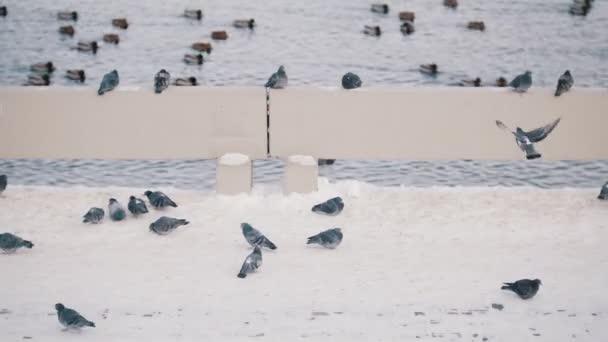 Een duif zit op een dwarsbalk en rond te lopen op de achtergrond van het meer — Stockvideo