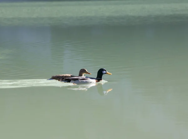 Een twee eenden zwemmen in het meer. Close-up — Stockfoto