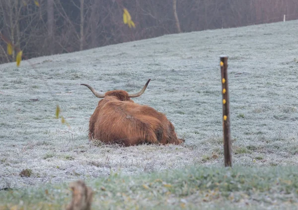 Bull ligt op het gras met sneeuw bedekte. Achteraanzicht — Stockfoto