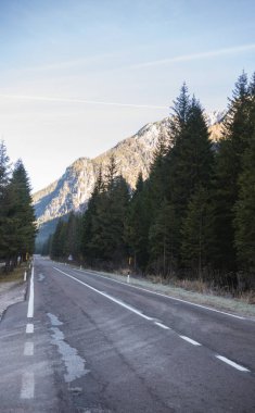 Yol streç. Dolomites'in ağaçlarda görüntülemek