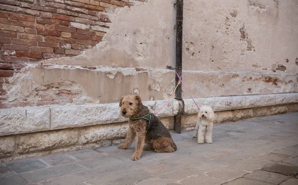 Dos perros atados con una correa a un poste — Foto de stock gratis