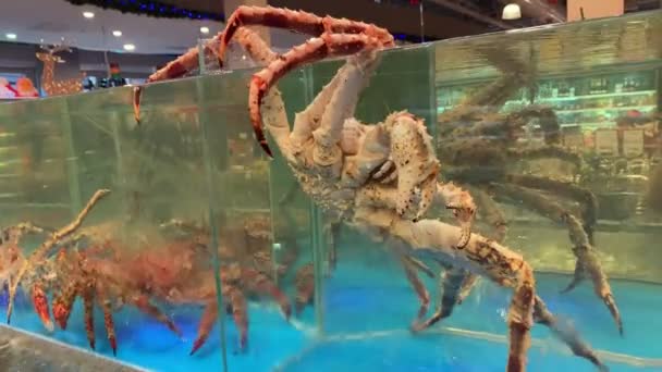 Eine Riesenkrabbe versucht dem Aquarium zu entkommen. — Stockvideo