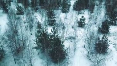 Kış sezonu. Bir havadan görünümü. Kış orman ve çıplak ağaçlar. Helikopter çekim