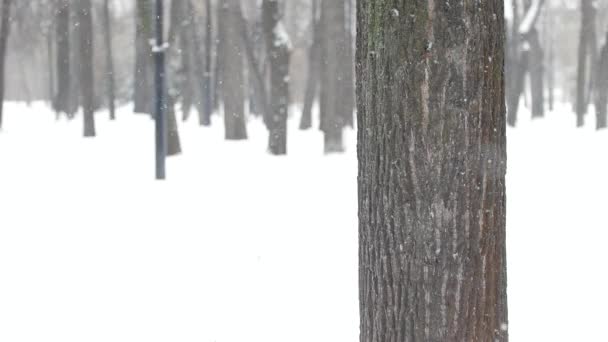 Deux filles dans le parc d'hiver jouer rattrapages ensemble et avoir du plaisir — Video