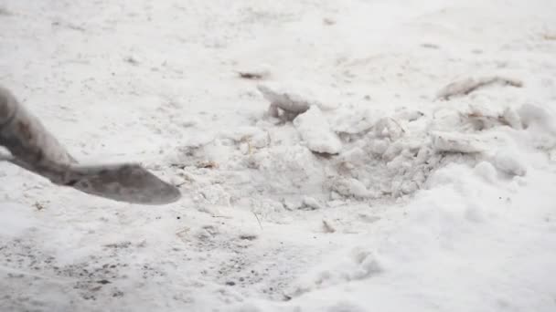 Άνθρωπος φτυαρίζει το χιόνι από την πορεία — Αρχείο Βίντεο