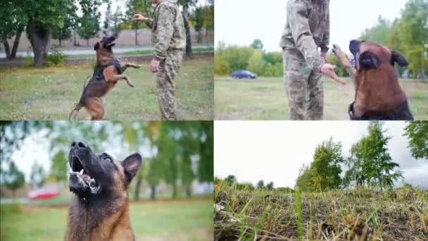 4 en 1: Un hombre manejador de perros entrena a su perro pastor — Vídeos de Stock