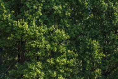 Oak forest - yeşil bırakın doku arka plan