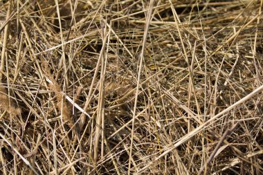 Arka plan - saman yığını - doğal çayır