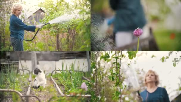 4 i 1: mogen kvinna vattna blommor i sin trädgård — Stockvideo