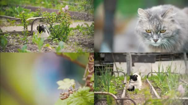 4 in 1: een kat likt een poot, zit in de tuin, zonnige dag — Stockvideo