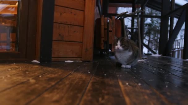 Un lindo gato esponjoso sentado cerca de la puerta de la casa — Vídeos de Stock