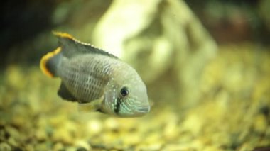 Güzel balıklar şeffaf akvaryum yüzmek. Beyaz küçük balık