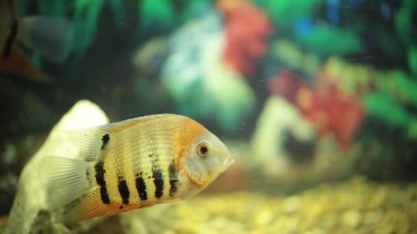 Beautiful fishes of different sizes swim in transparent aquarium water — Stock Video