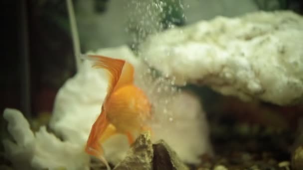 Beautiful golden fish swimming in transparent aquarium. Oxygen bubbles in the water — Stock Video