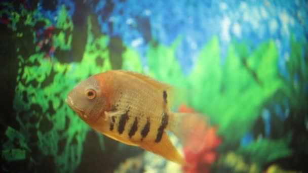 美丽的鱼在透明的水族馆水中游泳 橙色鱼与黑色条纹 — 图库视频影像