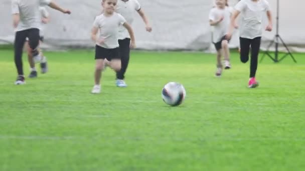 Campo da calcio al coperto. bambini piccoli che giocano attivamente a calcio. correre dietro alla palla — Video Stock