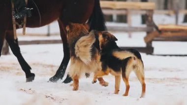 Karlı zeminde yürüyüş bir at. Yanında çalışan köpekler