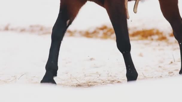 En häst som går på snöiga marken — Stockvideo