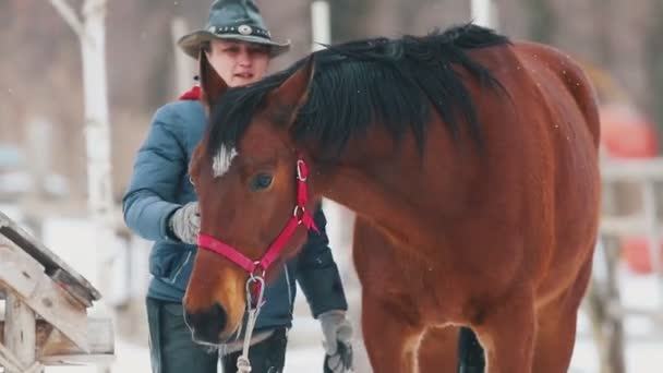 Vintertid. En kvinna borsta bort snön från hennes häst — Stockvideo