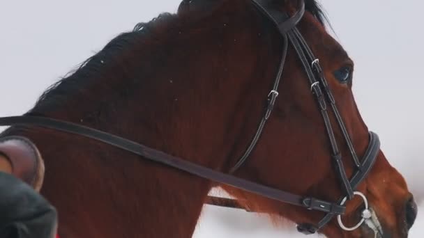 Un caballo en un campo cubierto de nieve. Bozal de caballo . — Vídeos de Stock