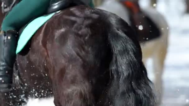 Uma mulher montando um cavalo marrom escuro na floresta em um caminho nevado — Vídeo de Stock