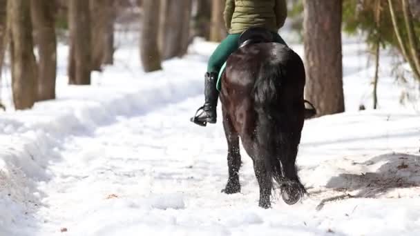 Kış geç saatlere kadar. Güneşli havalarda karlı bir yolda ormanda bir at üzerinde yürüyen bir kadın — Stok video