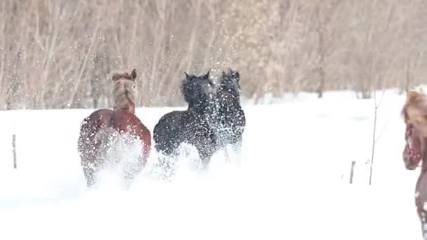 Cuatro caballos corriendo en un terreno cubierto de nieve — Vídeo de stock