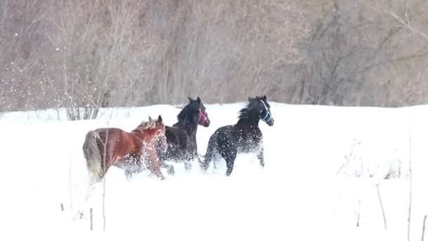 Fyra unga hästar som springer på en snöig mark — Stockvideo