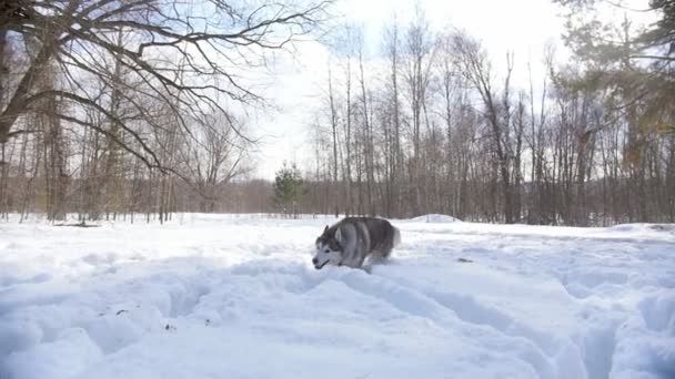 Havas erdő tavasszal. Egy aranyos husky kutya fut át a hóban — Stock videók