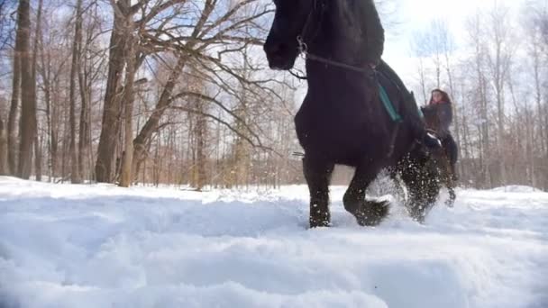 Bosque nevado. Una mujer montando un caballo oscuro en un suelo nevado — Vídeos de Stock