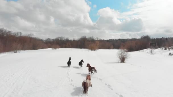 Vier jonge paarden die op een besneeuwde grond lopen. Luchtfoto — Stockvideo