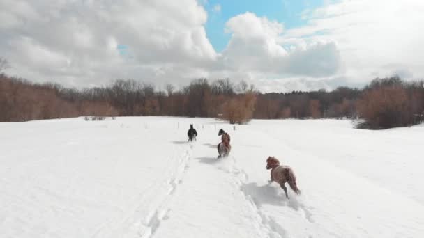 Winter bos. Vier jonge paarden die op een besneeuwde grond lopen. Luchtfoto — Stockvideo