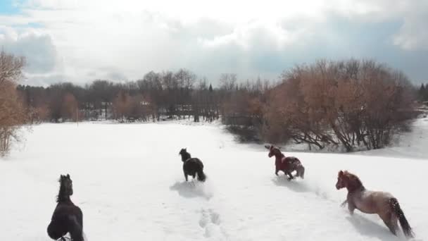 Fyra hästar körs på en snöig mark. Utsikt från luften — Stockvideo