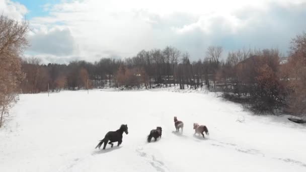 Vinter skog. Fyra hästar körs på en snöig mark. Utsikt från luften — Stockvideo